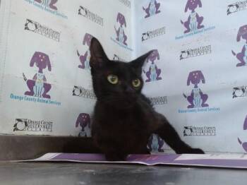 STELLA -  Domestic Short Hair Cat for Adoption in Orlando, Florida - STELLA | PetCurious