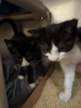 Eclipse -  Domestic Short Hair Cat for Adoption in Morristown, New Jersey - Eclipse | PetCurious