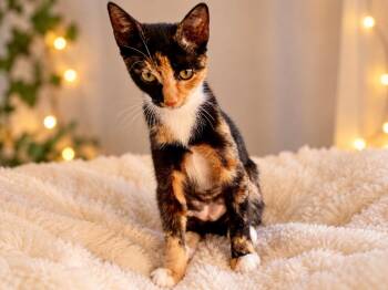 Love -  Domestic Short Hair Cat for Adoption in Sebastian, Florida - Love | PetCurious