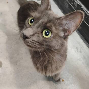 Tootie -  Domestic Medium Hair Cat for Adoption in Clawson, Michigan - Tootie | PetCurious