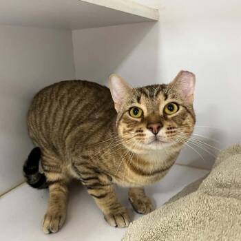 Zuberi -  Domestic Short Hair Cat for Adoption in Lyndhurst, Virginia - Zuberi | PetCurious
