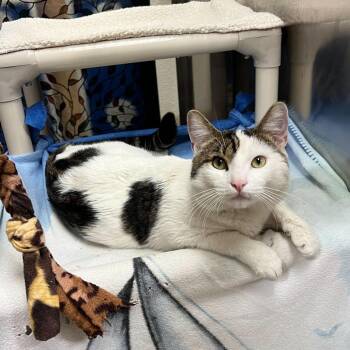 Domestic Short Hair Cats Available for Adoption - Cookie | PetCurious
