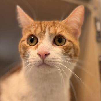Edric (Freddy) -  Domestic Short Hair and Mixed Breed Cat for Adoption in Gloucester, Virginia - Edric (Freddy) | PetCurious