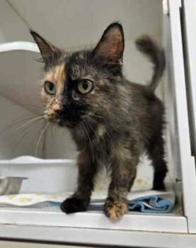 Rescue Domestic Long Hair and Domestic Short Hair Cats for Adoption in Atlanta, Georgia - Mia | PetCurious