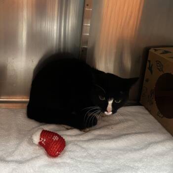 Domestic Short Hair Cats Available for Adoption in St. Louis, Missouri - Tuxedo Man | PetCurious