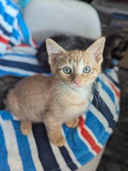 Twinkie -  Domestic Short Hair Cat for Adoption in Fort Worth, Texas - Twinkie | PetCurious