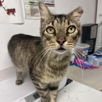 Fuzz Lightyear -  Domestic Short Hair Cat for Adoption in St. Louis, Missouri - Fuzz Lightyear | PetCurious