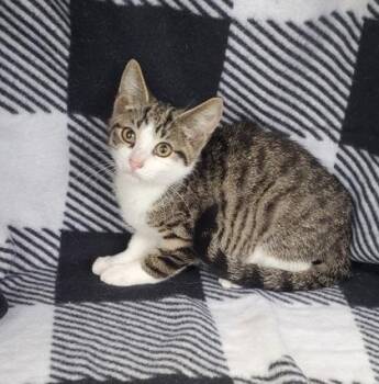 7097 (Muffin) -  Domestic Short Hair Cat for Adoption in Lake City, Michigan - 7097 (Muffin) | PetCurious