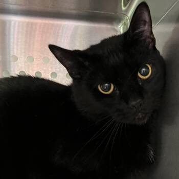 Lionel -  Domestic Short Hair Cat for Adoption in Washburn, Missouri - Lionel | PetCurious