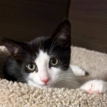 Tito -  Domestic Short Hair Cat for Adoption in Buffalo, New York - Tito | PetCurious