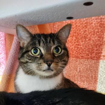 Mimosa -  Domestic Short Hair Cat for Adoption in Walker, Michigan - Mimosa | PetCurious