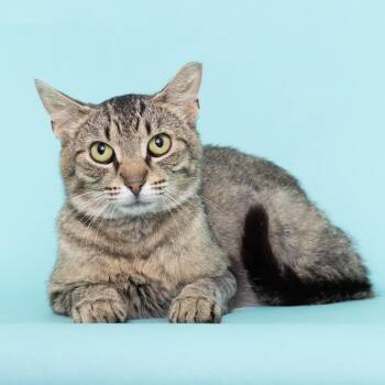 Rescue Domestic Short Hair Cats for Adoption in Franklin, Tennessee - Pepper | PetCurious