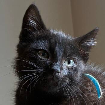 Owen -  Domestic Short Hair Cat Available for Adoption in Cumming, Georgia - Owen | PetCurious