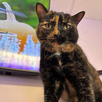 Rescue Domestic Short Hair Cats for Adoption in Lancaster, South Carolina - Pixie (bonded With Dixie) | PetCurious