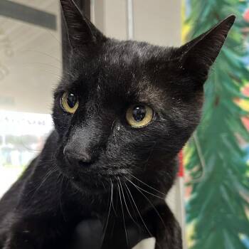 Domestic Short Hair Cats Available for Adoption - Blue Velvet | PetCurious