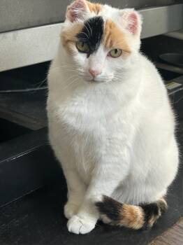 Molly McIntire -  Domestic Short Hair Cat for Adoption in Albany, New York - Molly McIntire | PetCurious