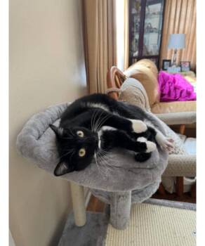Domestic Short Hair Cats Available for Adoption - Loki | PetCurious