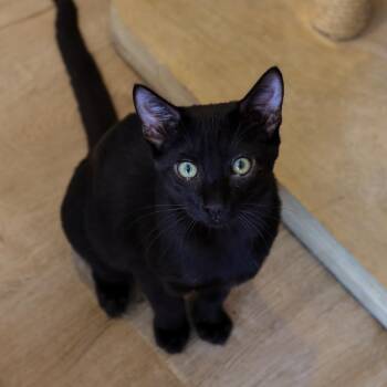 Salem -  Domestic Short Hair Cat for Adoption in Los Angeles, California - Salem | PetCurious
