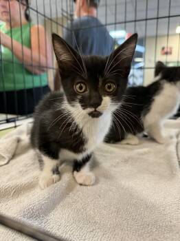 Rescue Domestic Short Hair Cats for Adoption in Rockwall, Texas - Lizzie | PetCurious