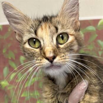 RORY -  Domestic Short Hair Cat for Adoption in San Antonio, Texas - RORY | PetCurious