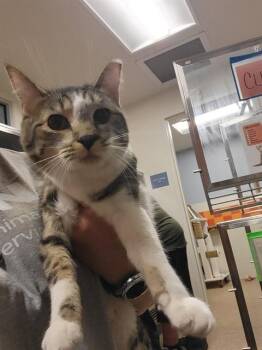 Domestic Short Hair Cats Available for Adoption in Albuquerque, New Mexico - FLUFFER | PetCurious