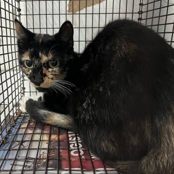 Blanquita -  Domestic Short Hair Cat for Adoption in Edinburg, Texas - Blanquita | PetCurious