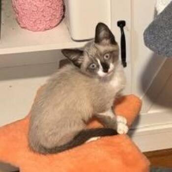 Spicy Queso -  Siamese Cat for Adoption in Knoxville, Tennessee - Spicy Queso | PetCurious