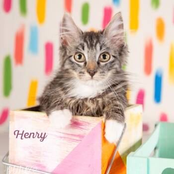 Adelaide -  Domestic Medium Hair Cat for Adoption in Springfield, Missouri - Adelaide | PetCurious