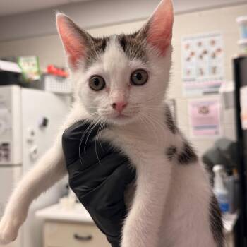 Luigi -  Domestic Short Hair Cat for Adoption in Evansville, Indiana - Luigi | PetCurious