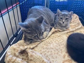 Coal -  Domestic Short Hair Cat for Adoption in Mustang, Oklahoma - Coal | PetCurious