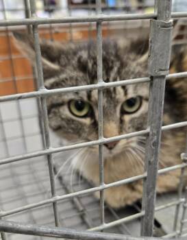 Domestic Short Hair Cats Available for Adoption in Saint Clairsville, Ohio - Chickpea | PetCurious