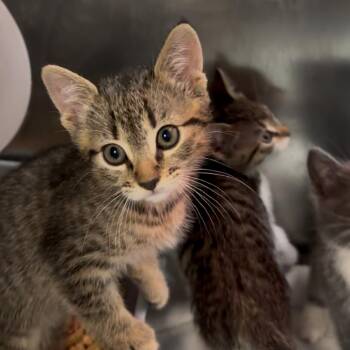 Twig -  Domestic Short Hair Cat Available for Adoption in Los Angeles, California - Twig | PetCurious