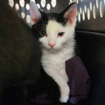 Funsized Oreo -  Domestic Short Hair Cat for Adoption in Davenport, Iowa - Funsized Oreo | PetCurious