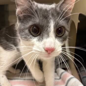 Rescue Domestic Short Hair Cats for Adoption in Yuma, Arizona - Mew | PetCurious