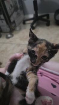 Roxie -  Domestic Short Hair Cat for Adoption in San Antonio, Texas - Roxie | PetCurious