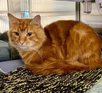 Cheeto -  Domestic Short Hair Cat for Adoption in Moundsville, West Virginia - Cheeto | PetCurious