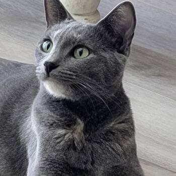 Starlett -  Domestic Short Hair Cat for Adoption in Larkfield-wikiup, California - Starlett | PetCurious