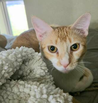 Rescue Domestic Short Hair Cats for Adoption in Houston, Texas - Keats | PetCurious