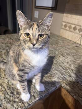 Rescue Domestic Short Hair Cats for Adoption in Albany, Wisconsin - Tansy | PetCurious