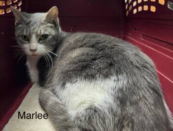 Rescue Domestic Short Hair Cats for Adoption - Marlee | PetCurious