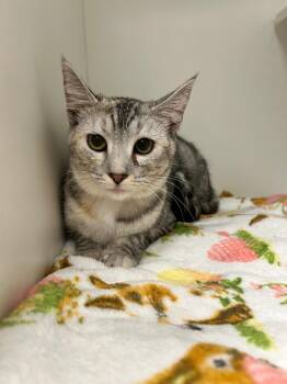 Zippy -  Domestic Short Hair Cat Available for Adoption in Frankfort, Kentucky - Zippy | PetCurious