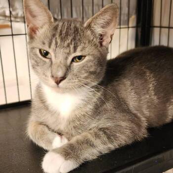 Silver -  Domestic Short Hair Cat for Adoption - Silver | PetCurious