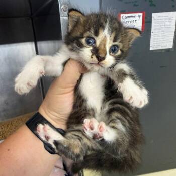 Kitten 1 -  Domestic Long Hair Cat for Adoption in Lake Jackson, Texas - Kitten 1 | PetCurious