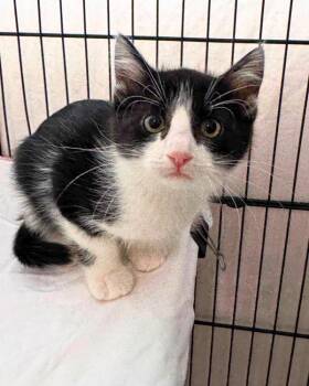 Van Ness -  Domestic Short Hair Cat for Adoption in Novato, California - Van Ness | PetCurious