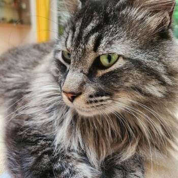 Maine Coon Cats Available for Adoption in Kentfield, California - Felix | PetCurious