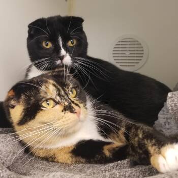 Scottish Fold Cats Available for Adoption in Bellingham, Washington - Rome And Ray | PetCurious