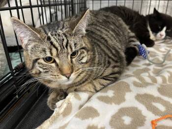 Tabby and Domestic Short Hair Cats Available for Adoption - Jezebel | PetCurious
