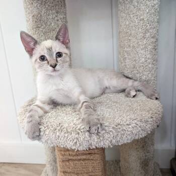 Winterlyn26 -  Siamese Cat for Adoption in Youngsville, North Carolina - Winterlyn26 | PetCurious