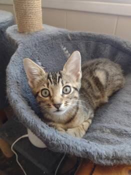 Rescue Domestic Short Hair Cats for Adoption in Statesboro, Georgia - Luke | PetCurious