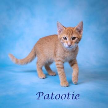 Patootie C26-130 -  Domestic Short Hair Cat for Adoption in Lebanon, Tennessee - Patootie C26-130 | PetCurious